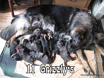 De 11 Grizzly's van Aiki & Aklip